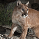 Illustration for article titled Cougars Will Repopulate American Midwest In Next 25 Years
